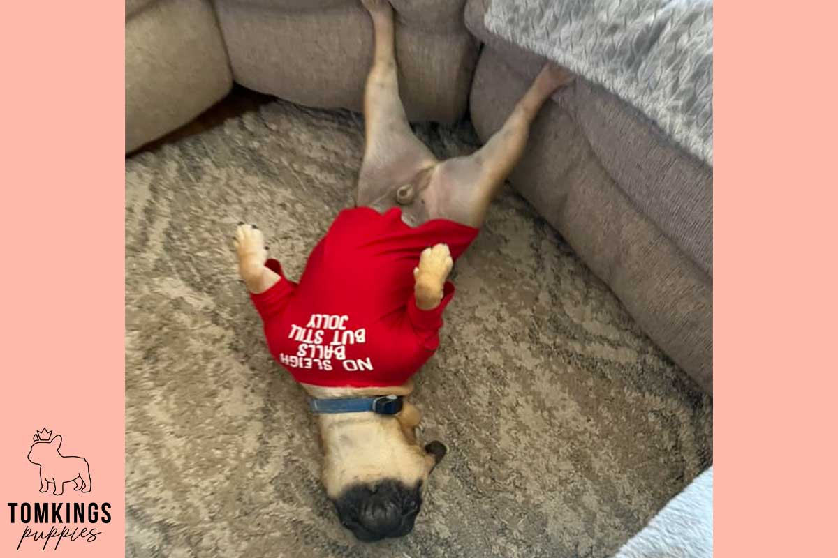 13 Funny Behaviors Only French Bulldog Owners Will Understand - TomKings Blog