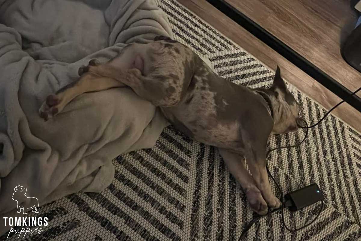 13 Funny Behaviors Only French Bulldog Owners Will Understand - TomKings Blog