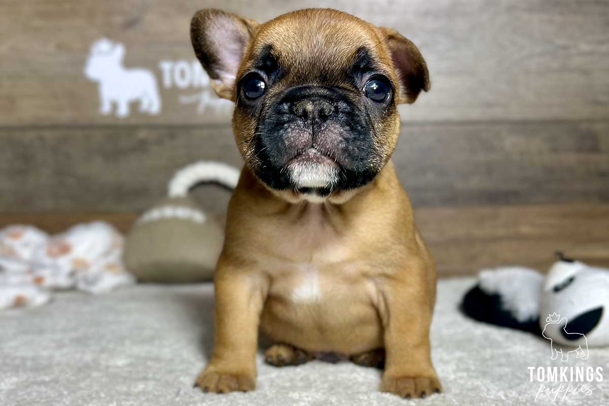 Hayes, available French Bulldog puppy at TomKings Puppies