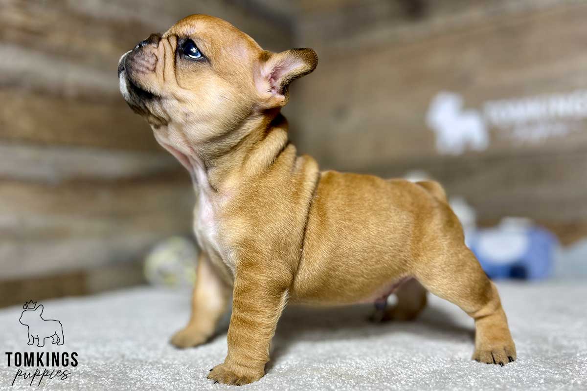 Hugo, available French Bulldog puppy at TomKings Puppies