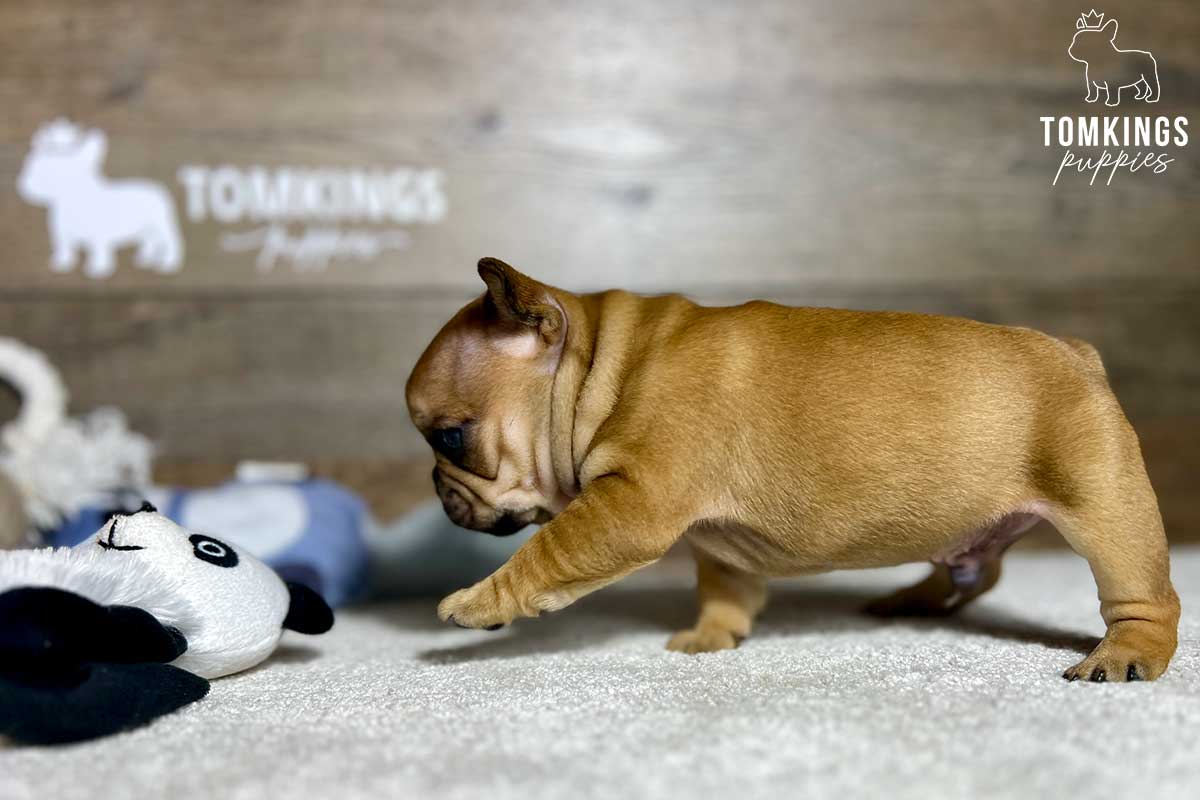 Hugo, available French Bulldog puppy at TomKings Puppies