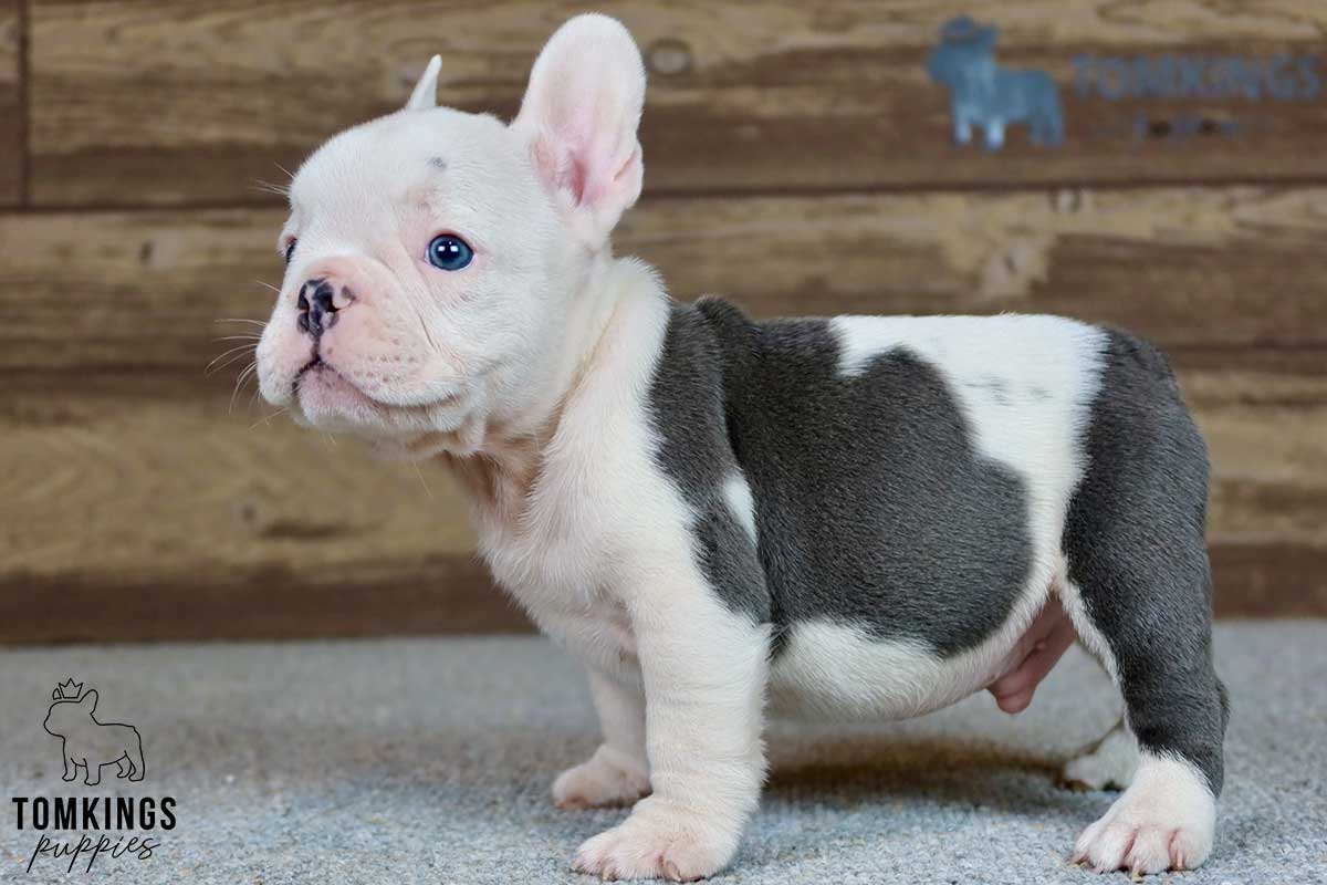 Mateo, available French Bulldog puppy at TomKings Puppies
