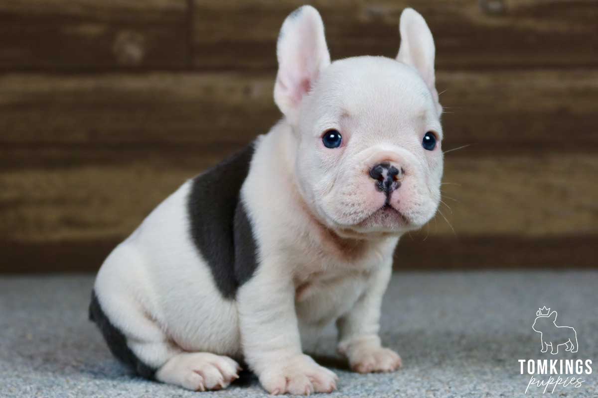 Mateo, available French Bulldog puppy at TomKings Puppies