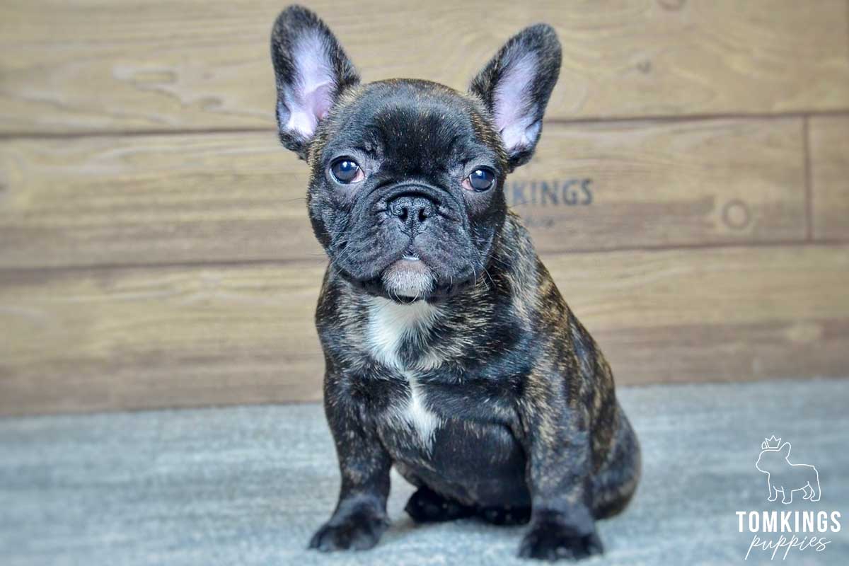 Minnie, available French Bulldog puppy at TomKings Puppies
