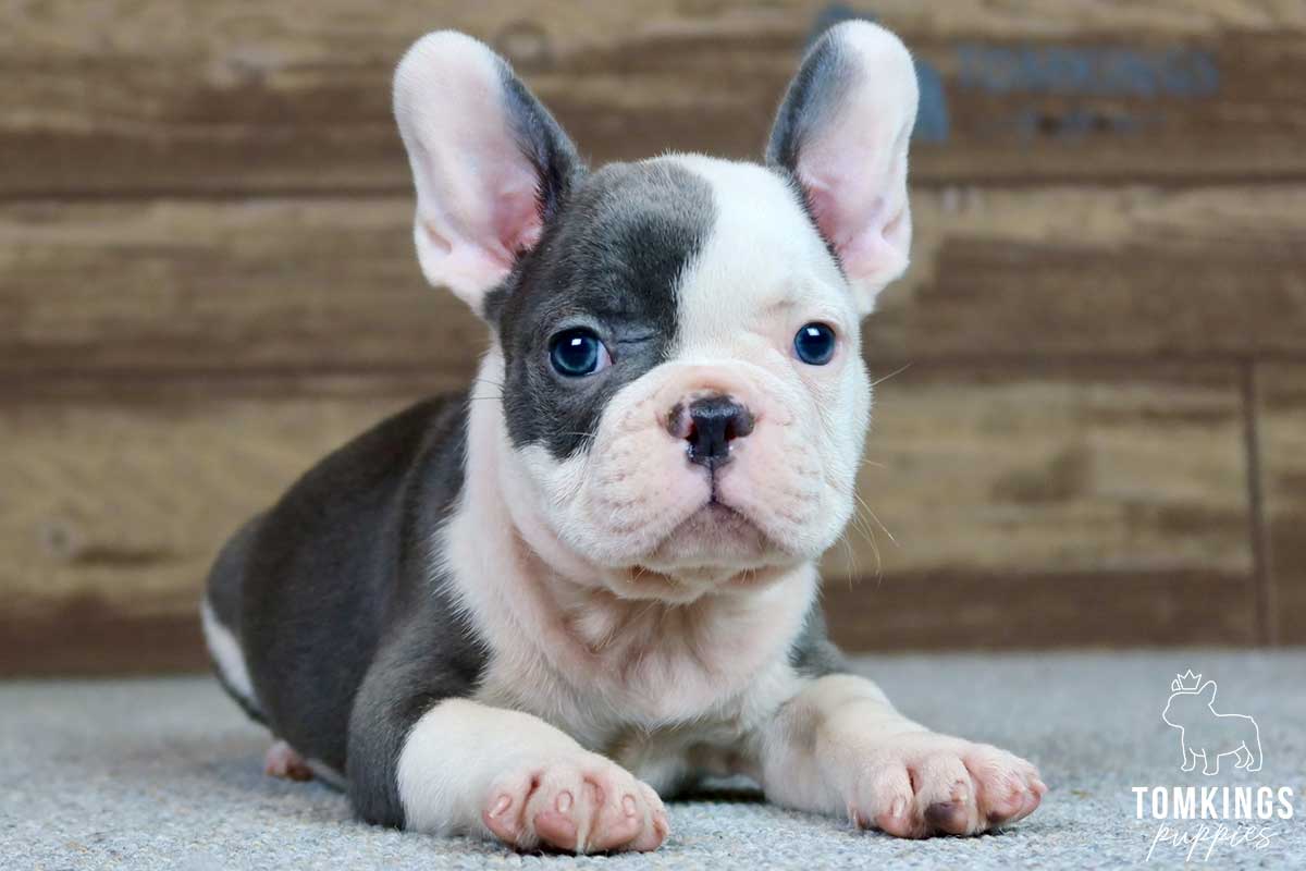 Rafael, available French Bulldog puppy at TomKings Puppies
