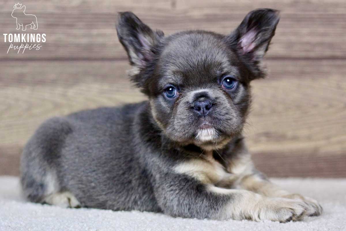 Shayna, available French Bulldog puppy at TomKings Puppies