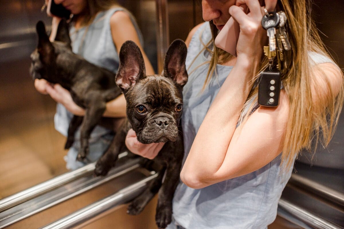 French Bulldog in city elevator