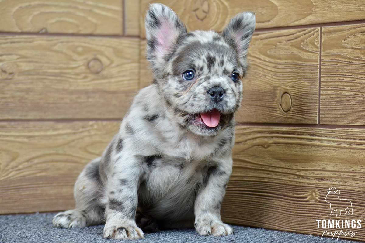 Artur, available French Bulldog puppy at TomKings Puppies