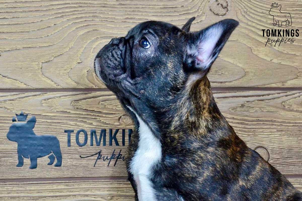 Buttons, available French Bulldog puppy at TomKings Puppies