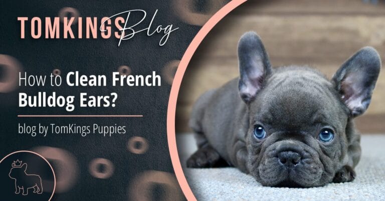 How to Clean French Bulldog Ears? - TomKings Puppies blog