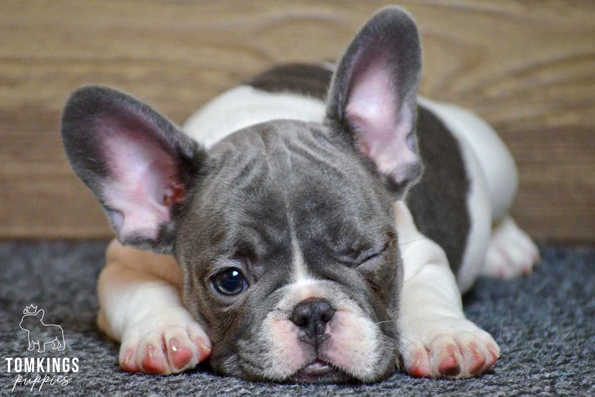 Della, available French Bulldog puppy at TomKings Puppies