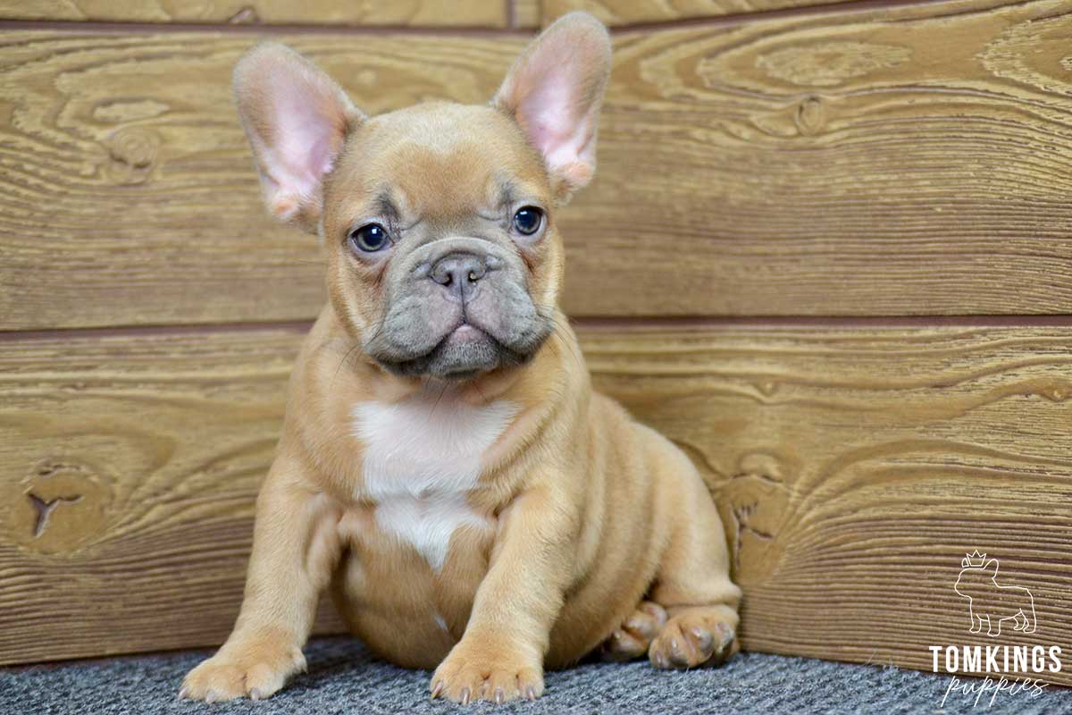 Elliot, available French Bulldog puppy at TomKings Puppies