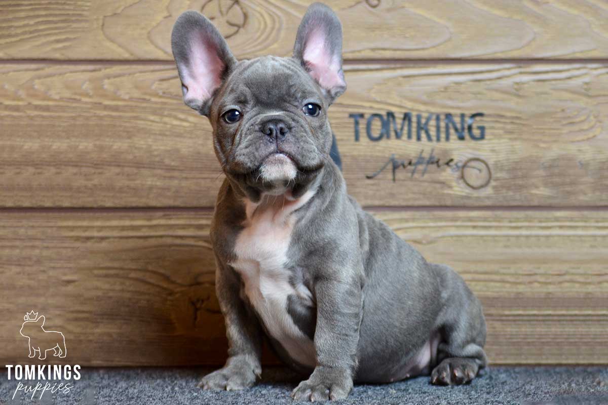 Maverick, available French Bulldog puppy at TomKings Puppies