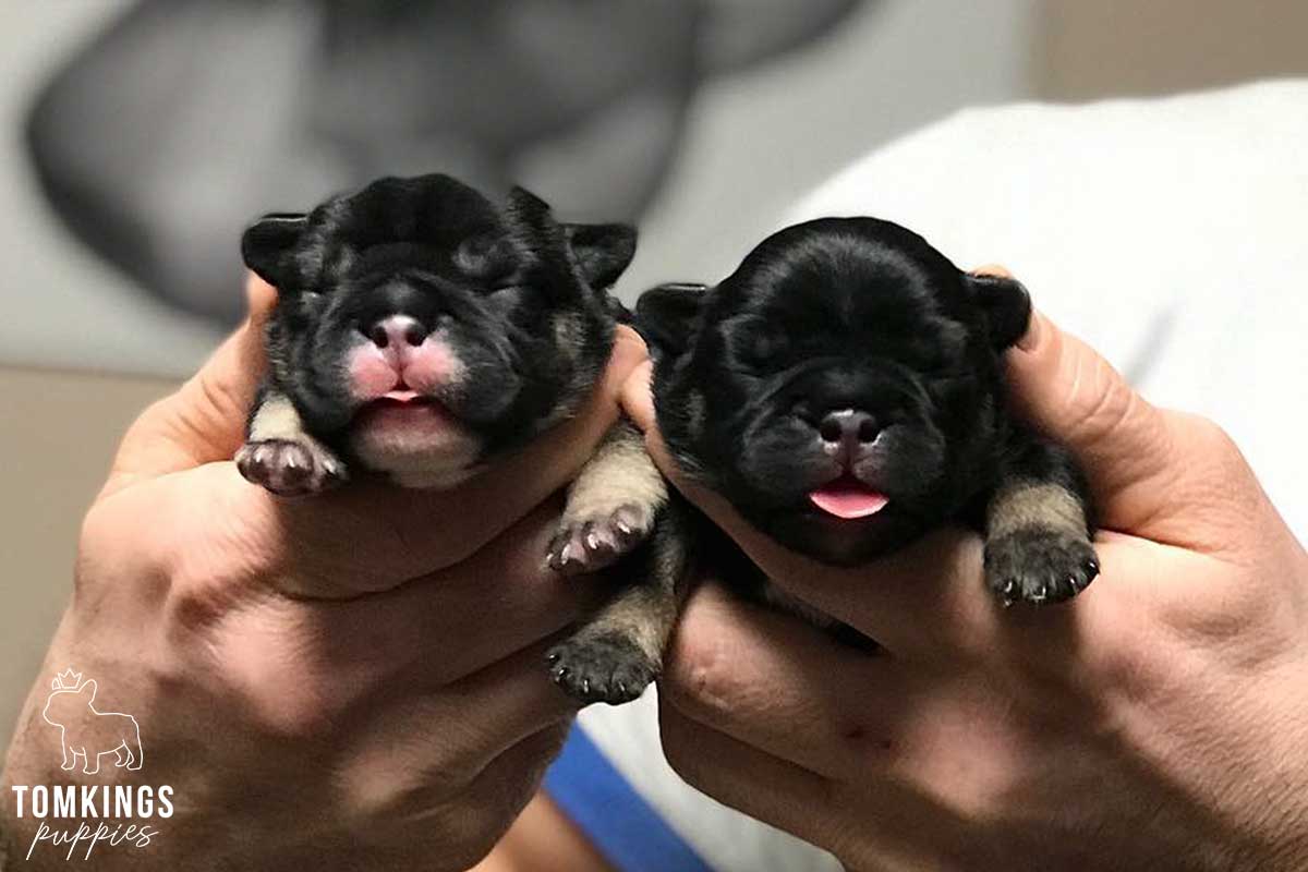 How to Take Care of Newborn French Bulldog Puppies? - TomKings Blog