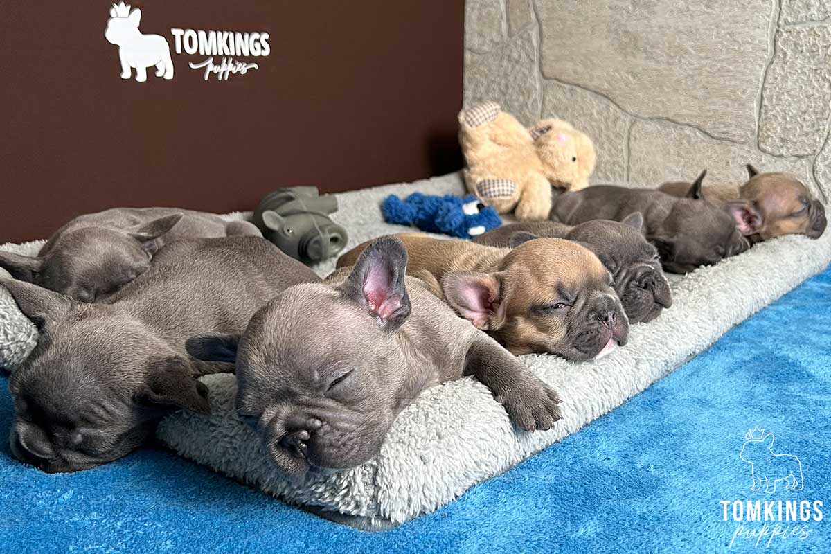 How to Take Care of Newborn French Bulldog Puppies? - TomKings Blog