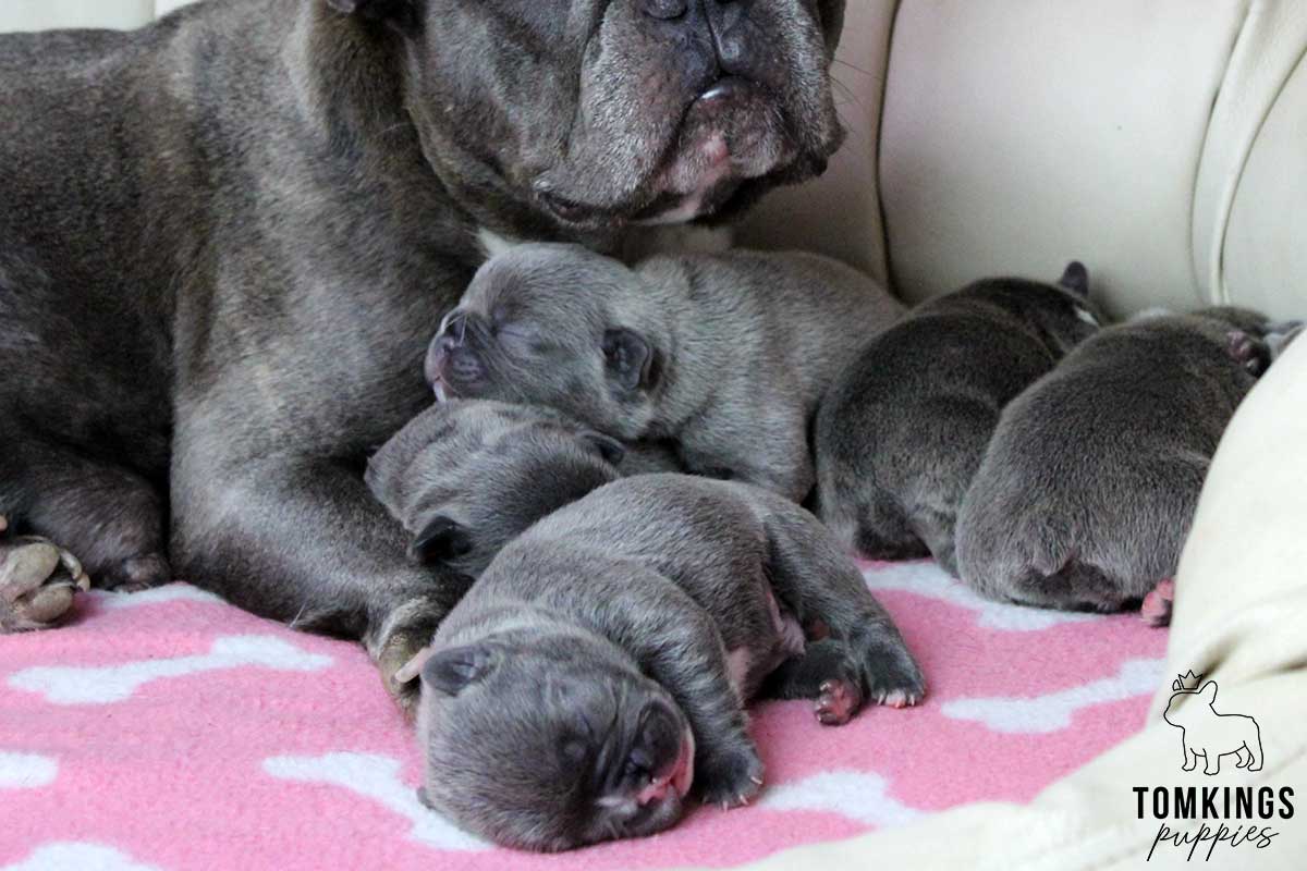 How to Take Care of Newborn French Bulldog Puppies? - TomKings Blog