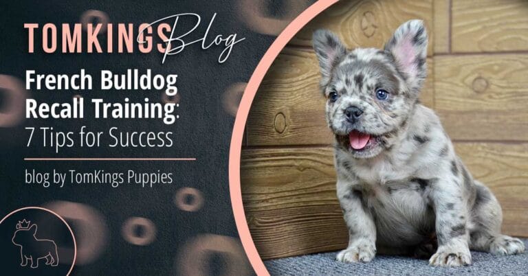 French Bulldog Recall Training: 7 Tips for Success - TomKings Blog