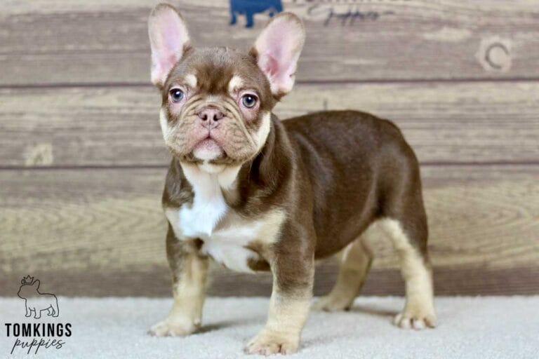 Rojo and tan French Bulldog - TomKings Puppies