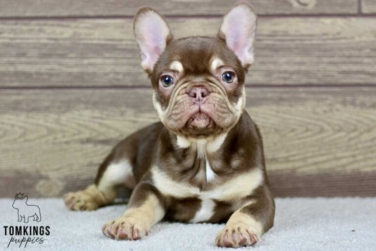 Rojo and tan French Bulldog - TomKings Puppies