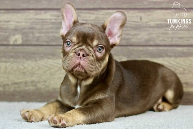 Rojo and tan French Bulldog - TomKings Puppies