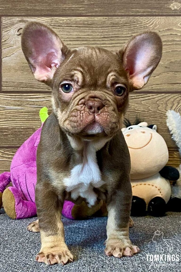 Rojo and tan French Bulldog - TomKings Puppies