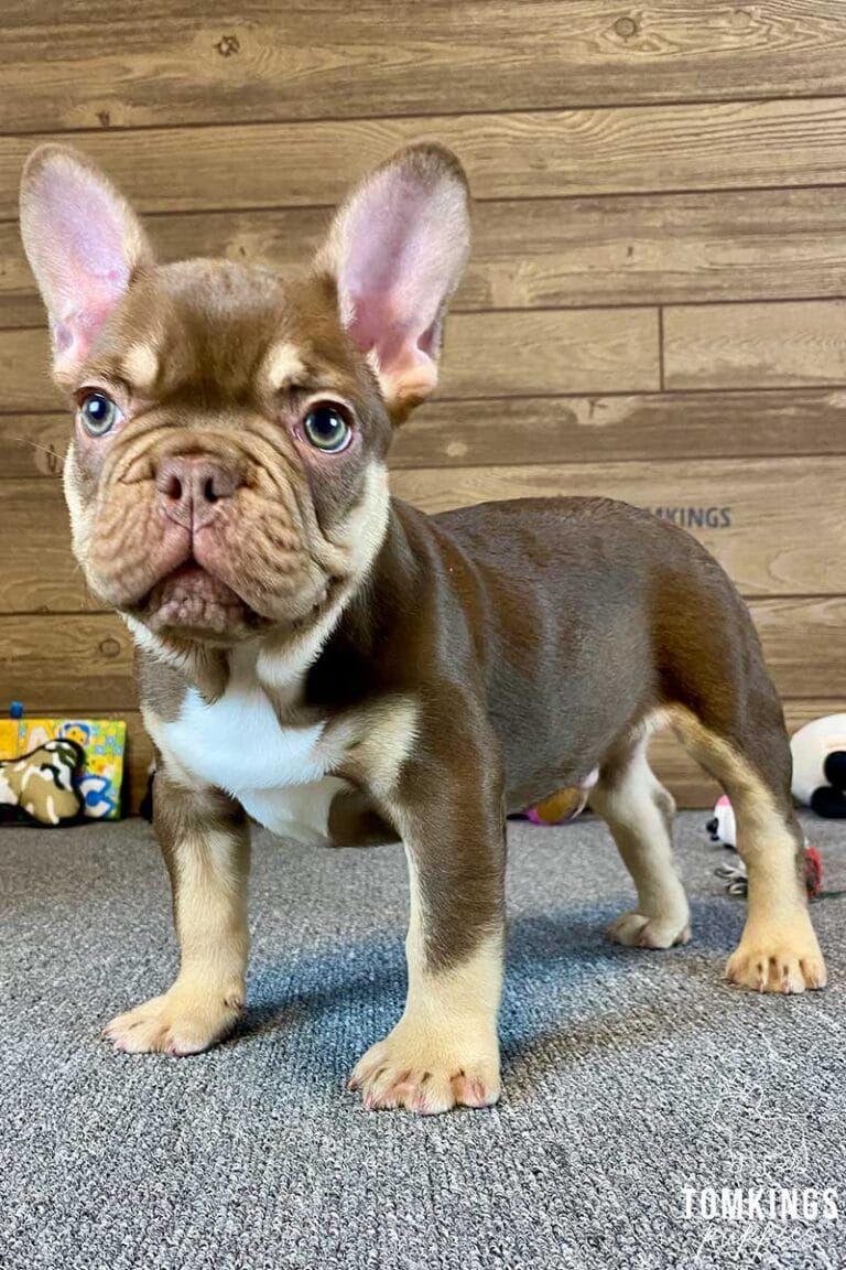 Rojo and tan French Bulldog - TomKings Puppies