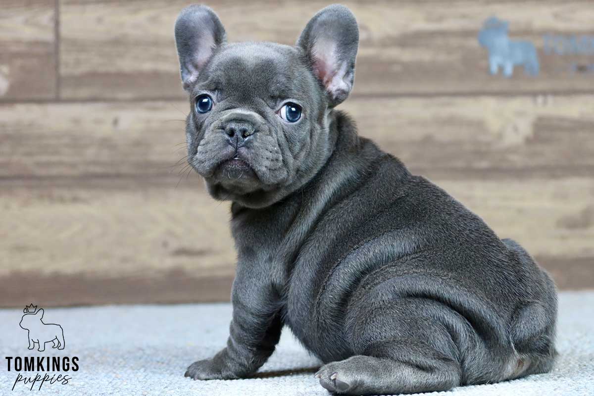 Sabine, available French Bulldog puppy at TomKings Puppies