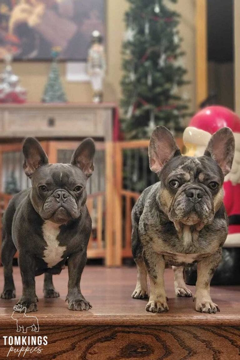 Sandi, TomKings Breeder Family