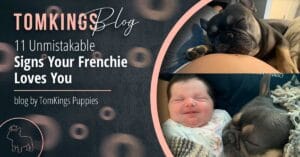 11 Unmistakable Signs Your Frenchie Loves You - TomKings Blog