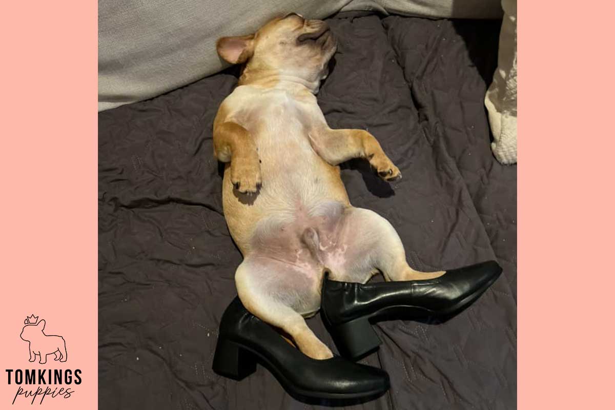 11 Unmistakable Signs Your Frenchie Loves You - TomKings Blog