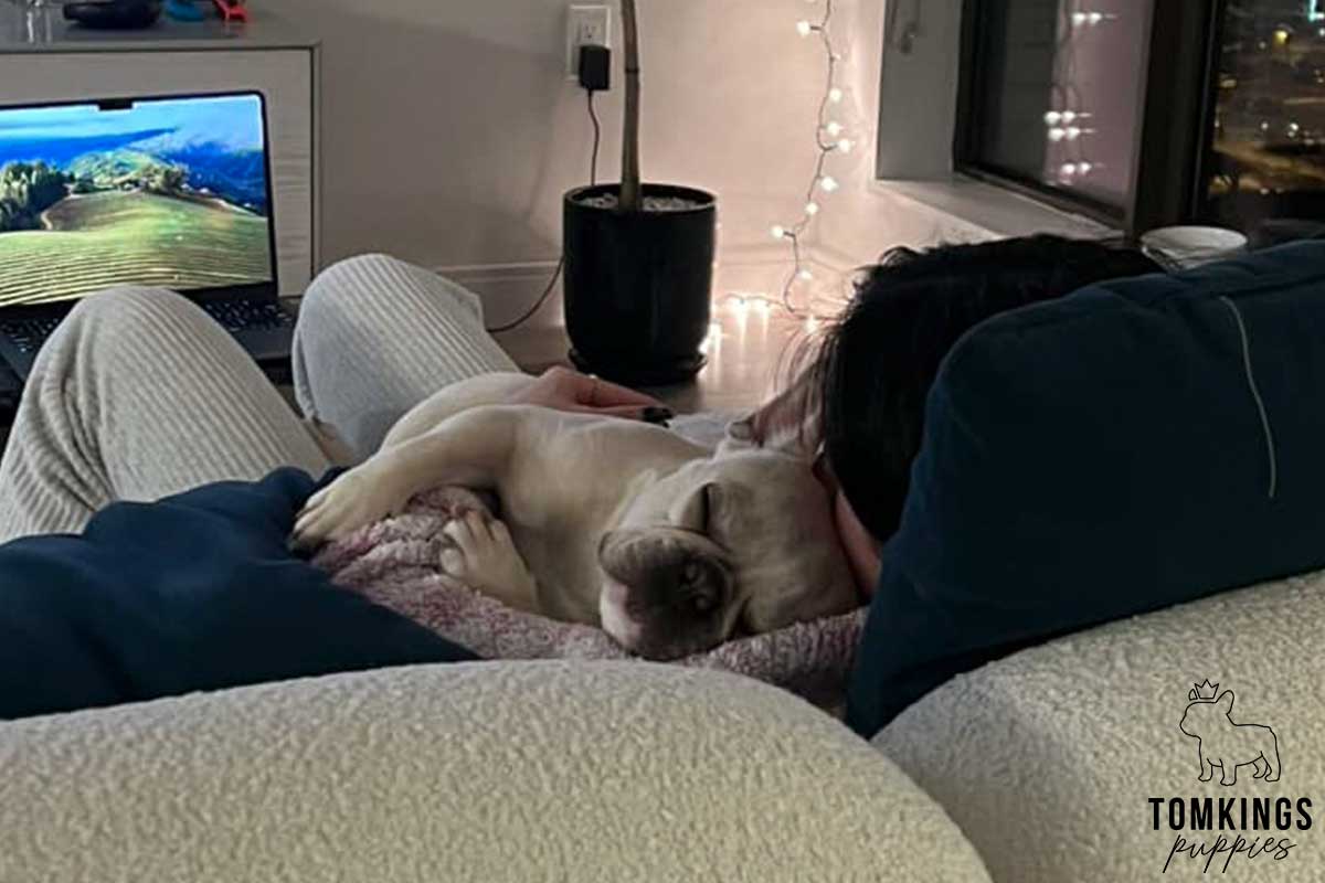 11 Unmistakable Signs Your Frenchie Loves You - TomKings Blog
