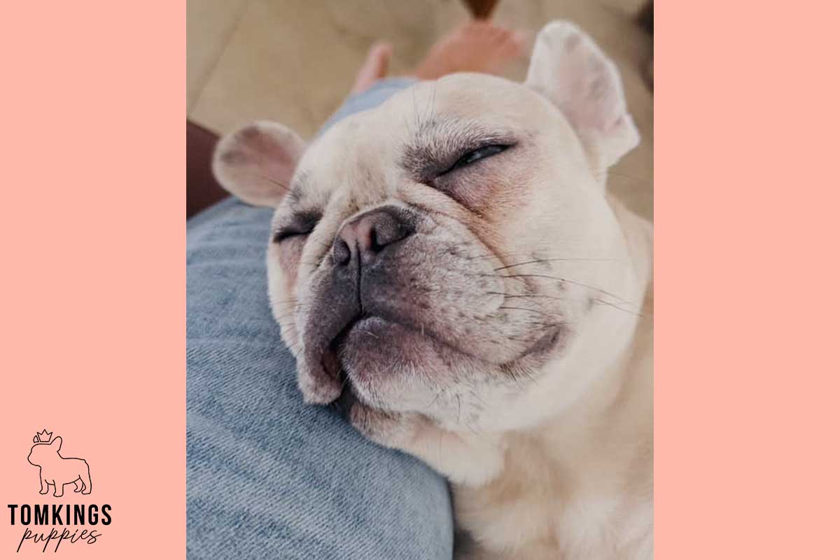 11 Unmistakable Signs Your Frenchie Loves You - TomKings Blog