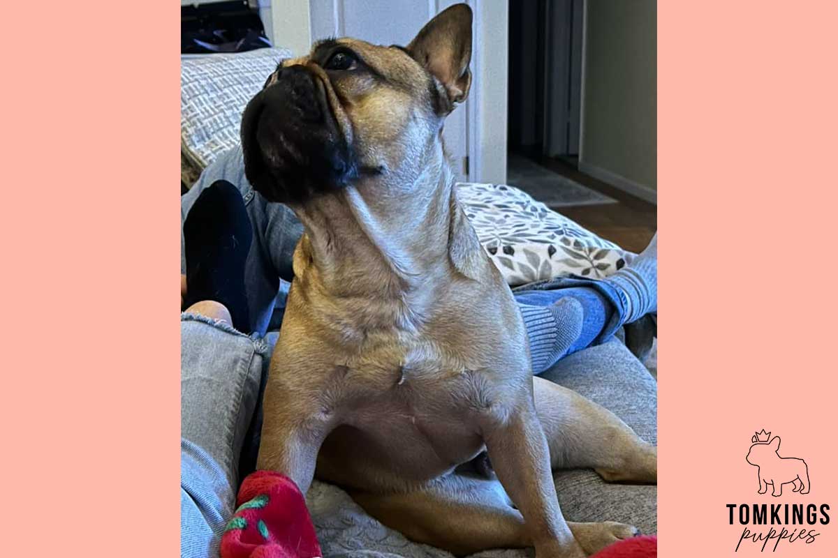11 Unmistakable Signs Your Frenchie Loves You - TomKings Blog