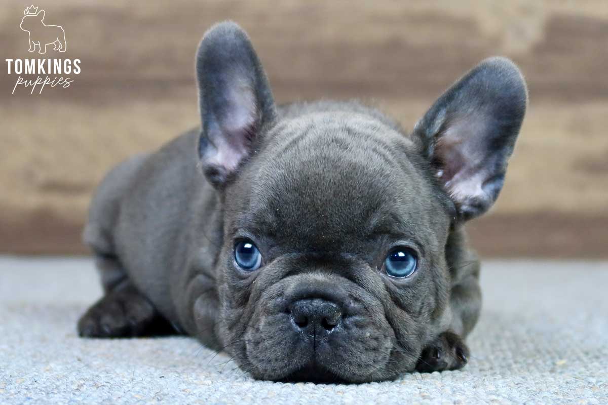 Simeon, available French Bulldog puppy at TomKings Puppies