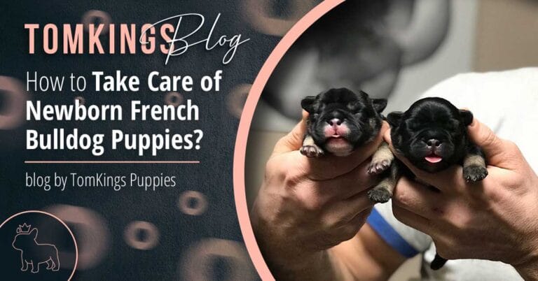 How to Take Care of Newborn French Bulldog Puppies? - TomKings Blog