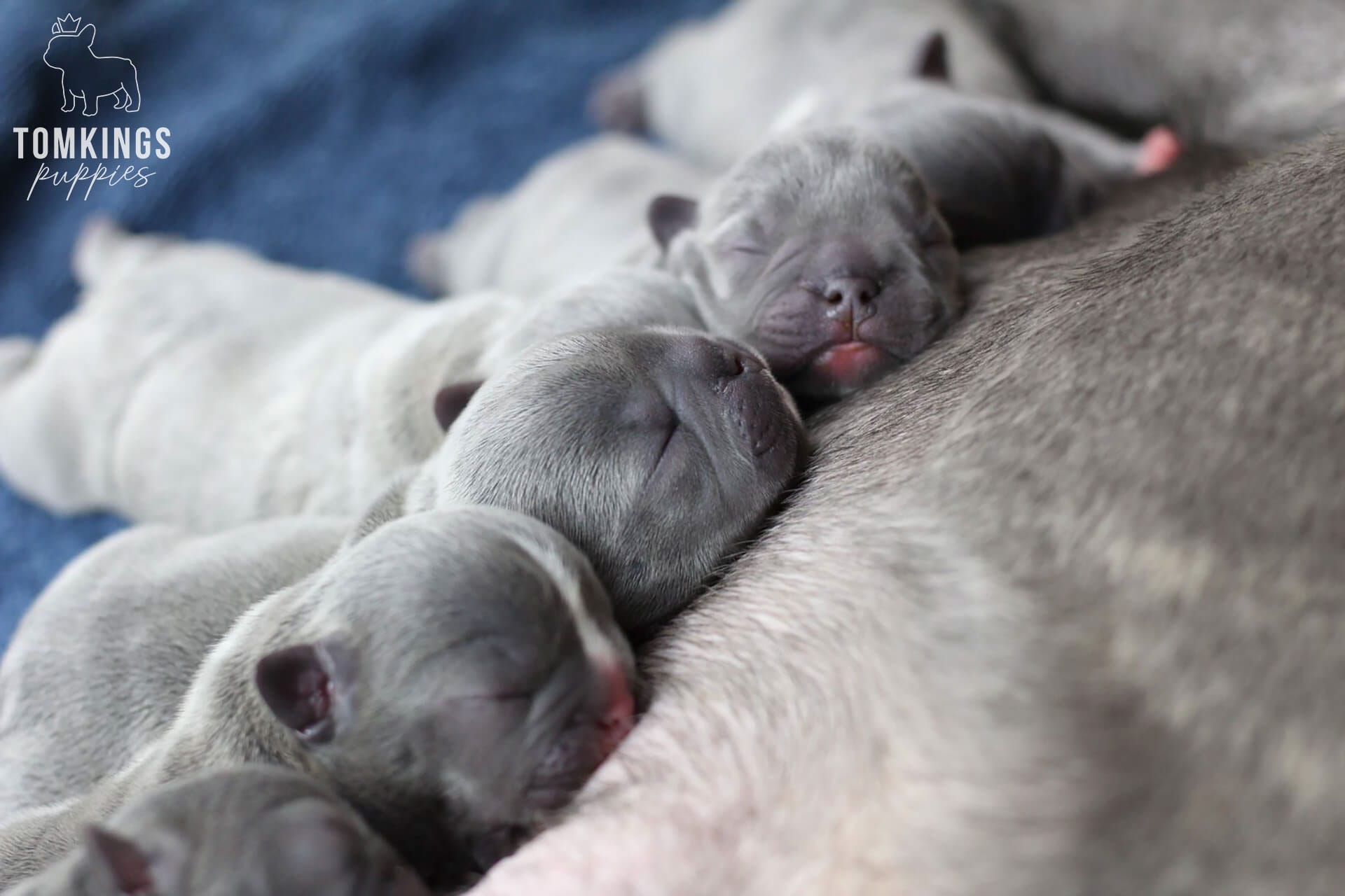 How to Take Care of Newborn French Bulldog Puppies? - TomKings Blog