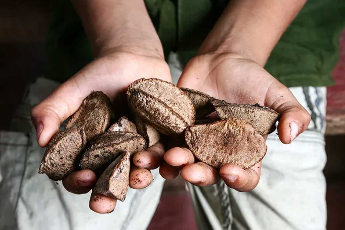 Can French Bulldogs Eat Nuts? - TomKings Puppies blog