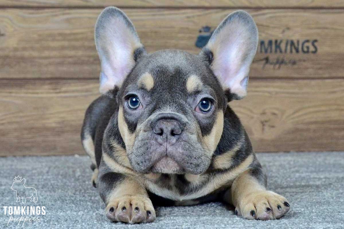 Connor, available French Bulldog puppy at TomKings Puppies
