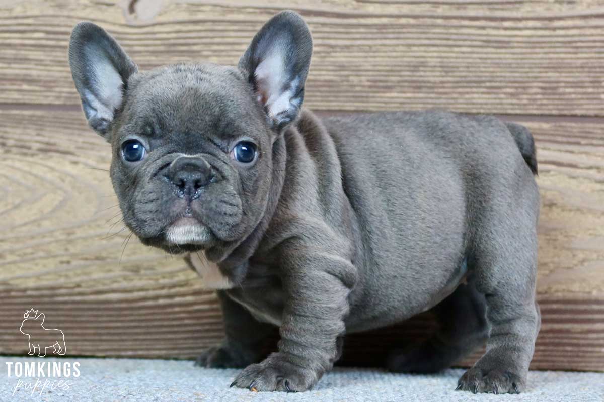 Doris, available French Bulldog puppy at TomKings Puppies