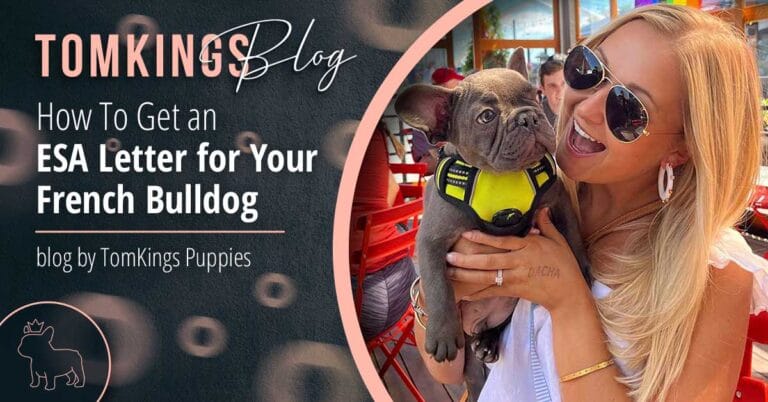 How To Get an ESA Letter for Your French Bulldog - TomKings Blog