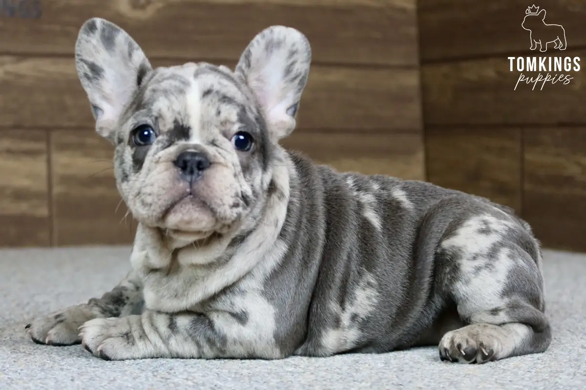 Frances, available French Bulldog puppy at TomKings Puppies
