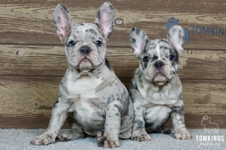 Frances, available French Bulldog puppy at TomKings Puppies