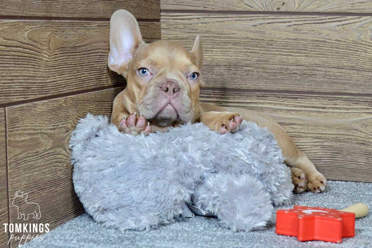 Frida, available French Bulldog puppy at TomKings Puppies