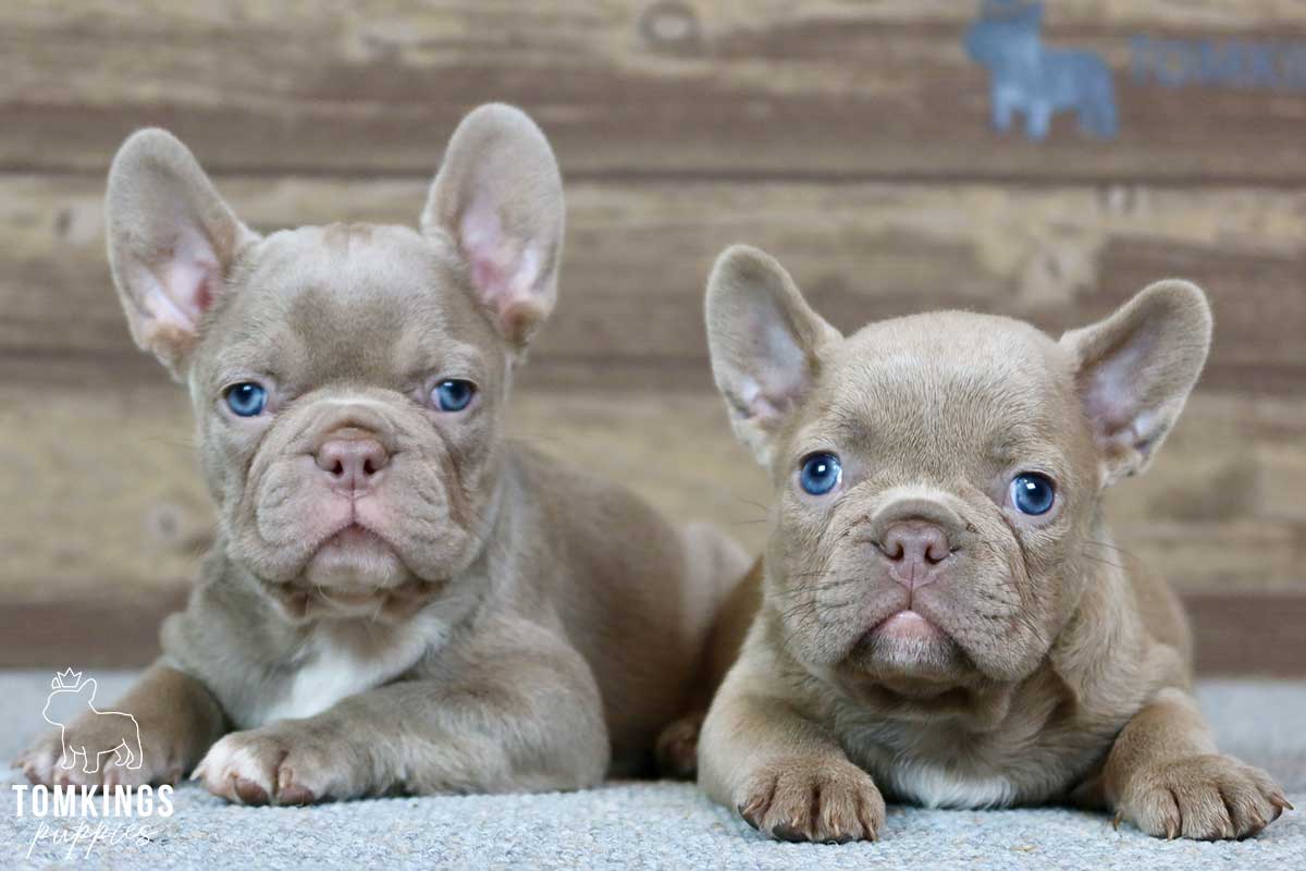 Laurie, available French Bulldog puppy at TomKings Puppies