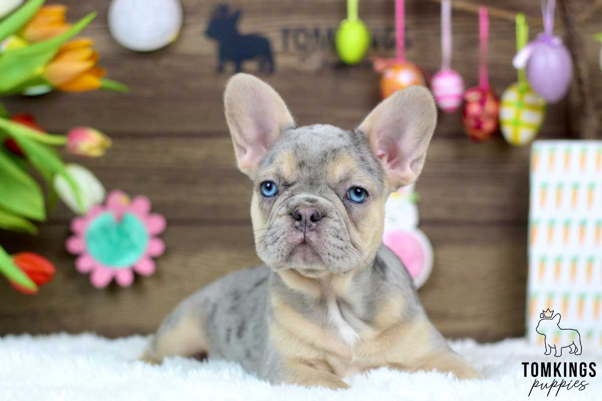 Ophelia, available French Bulldog puppy at TomKings Puppies