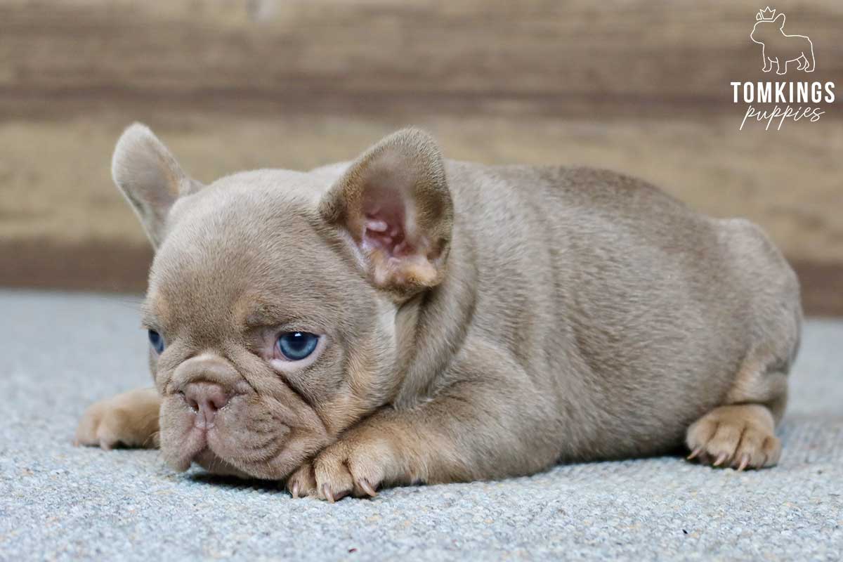 Percival, available French Bulldog puppy at TomKings Puppies