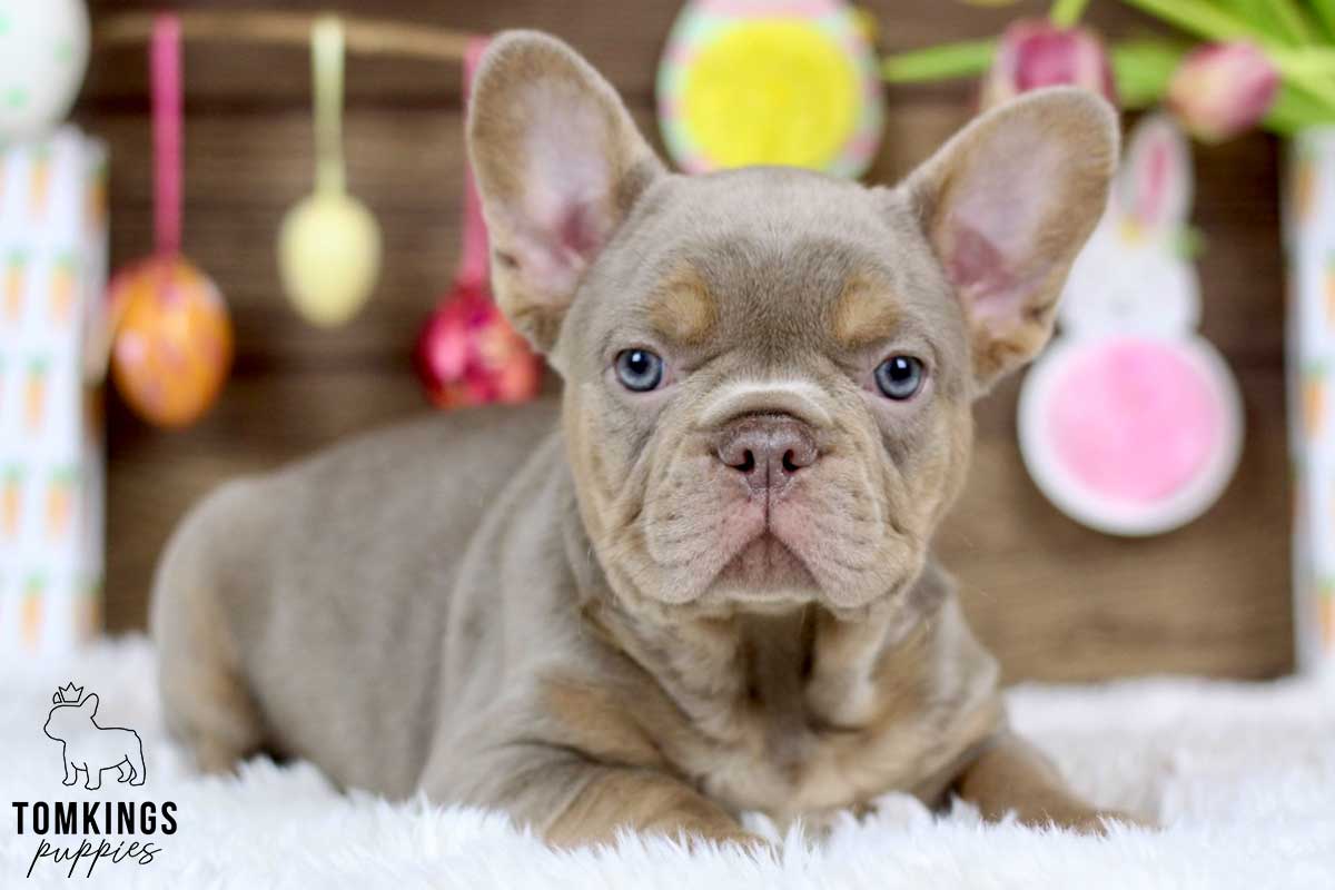 Quentin, available French Bulldog puppy at TomKings Puppies