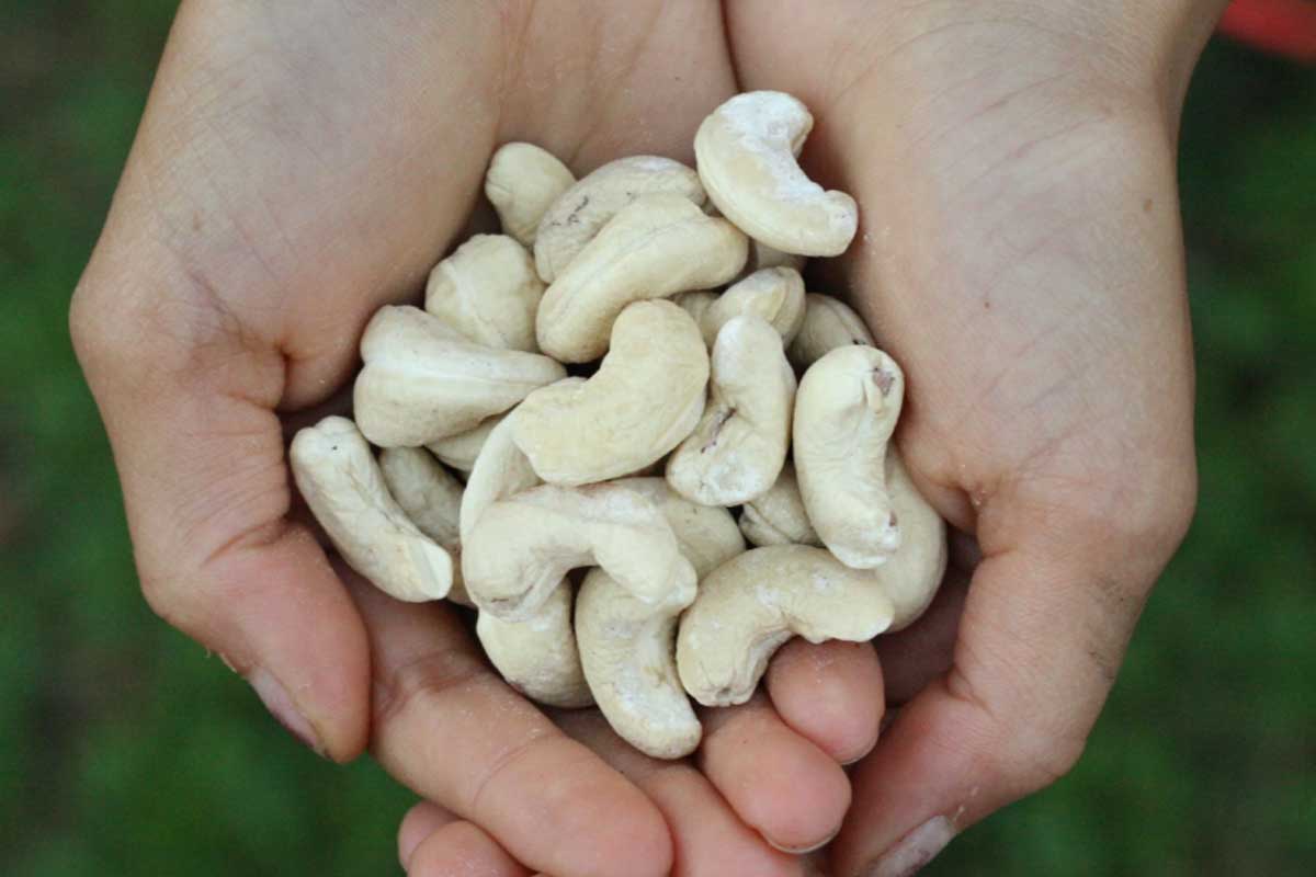 Can French Bulldogs Eat Nuts? - TomKings Puppies blog