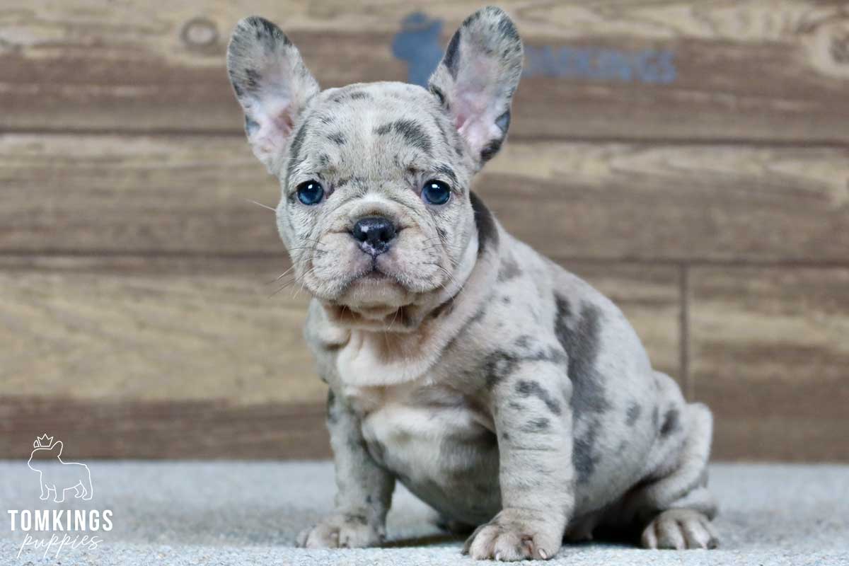 Ruby, available French Bulldog puppy at TomKings Puppies