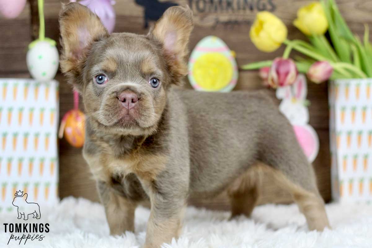 Sacha, available French Bulldog puppy at TomKings Puppies